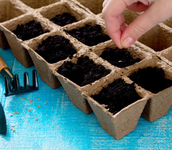 Plant-Seeds-Indoors-1024x682-1.jpg
