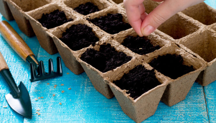 The Benefits of Using Seeds When Growing a Vegetable Garden Indoors