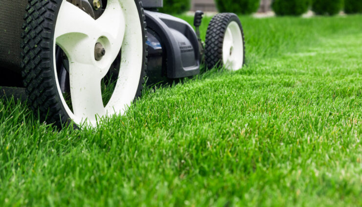 How to Treat Your Lawn in Spring