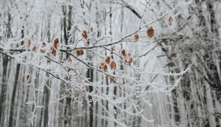 Protecting Trees and Shrubs Against Winter Damage