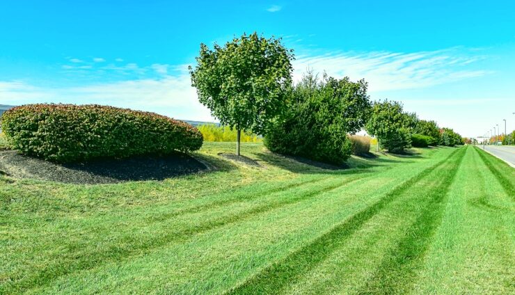5 Essential Commercial Lawn Care Services You Must Have