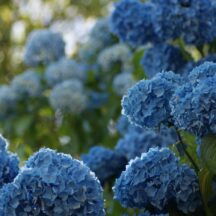 The Five Best Plants for Commercial Landscaping